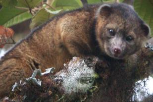 Olinguito, Spesies Baru Mamalia Karnivora 