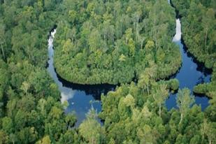 Masyarakat Riau Menuntut Pemerintah Melindungi Hutan