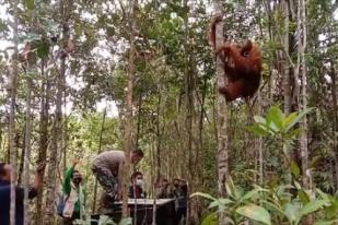 Orangutan Tapanuli Dilepasliarkan ke Habitatnya