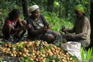 Produsen Belanda Akan Investasi Pala Rp4,2 T di Papua Barat