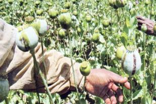 Ancaman Serius: Produksi Opium Segi Tiga Emas Asia Tenggara Naik 26 Persen