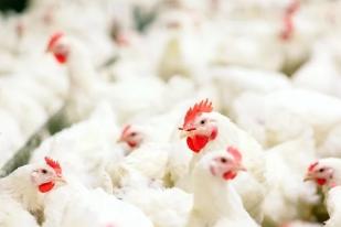 Kemensos Serahkan Ayam Hidup kepada 6.000 Keluarga