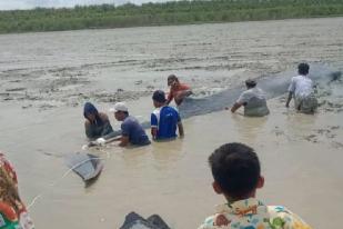 Tim Gabungan Selamatkan Ikan Paus Terdampar di Sumsel