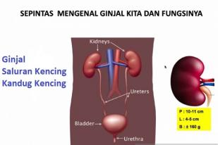 Penyebab Gagal Ginjal dan Penanganannya