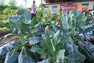 Berkebun di Kota Juga Dapat Menciptakan Akses Kesehatan Mental