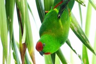 Komiu Sulawesi Tengah Teliti 109 Burung Endemik-Umum