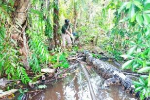 Kotawaringin Timur Laporkan 42 Korban Serangan Buaya