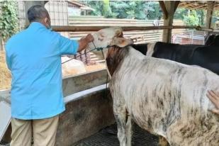 Warga Diingatkan Tidak Beli Hewan Kurban di Zona Merah