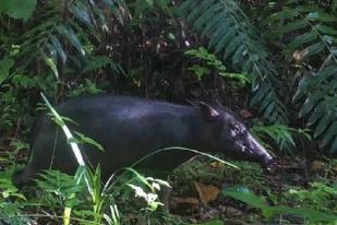 Meranti Merah Jadi Petunjuk Jelajah Babirusa di Pulau Buru