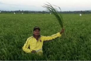 Bulog NTT Belum Serap Beras Petani Lokal