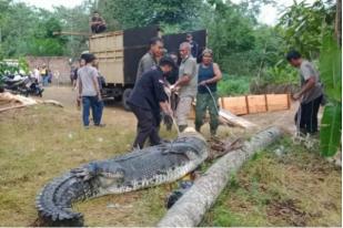 BKSDA Jambi Evakuasi 11 Buaya