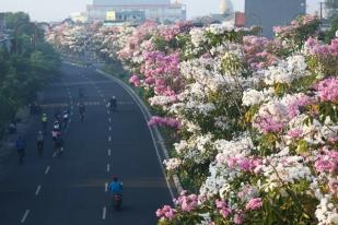 Tabebuya Kembali Bermekaran di Jalan Protokol Kota Surabaya