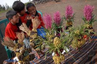 Aktivitas Warga Suku Tengger 