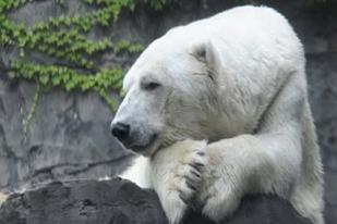 Tahun Baru 5.000 Bayi Beruang Kutub Diharapkan Lahir