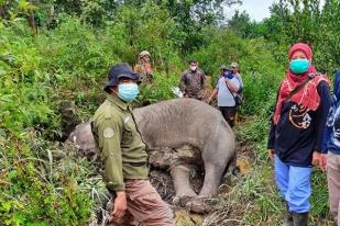 Seekor Gajah Sumatera Mati Akibat Malnutrisi