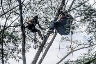 Penerbang Paralayang Bogor Tersangkut Pohon