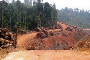 252 Ribu Hektare Hutan Alam Riau Musnah pada Tahun 2013
