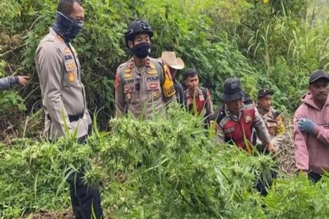 Ditemukan Ladang Ganja di TN Bromo Tengger Semeru, Emat Jadi Tersangka