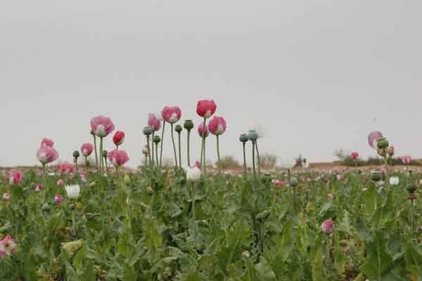 Mengkhawatirkan Opium Afganistan Naik 43 Persen Satu Harapan