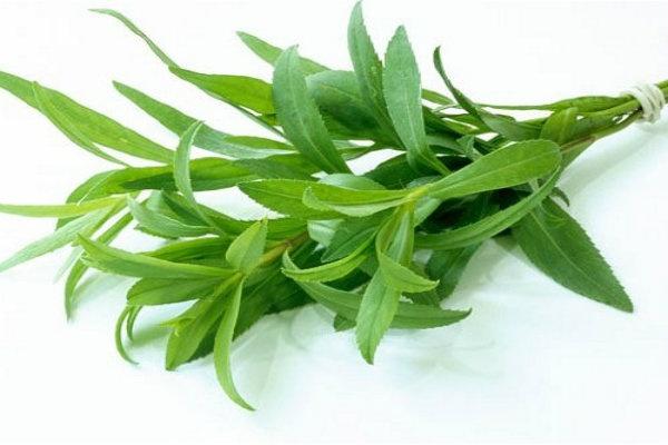 Image of Tarragon