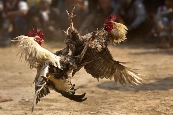 Pria India Tewas Oleh Ayam Sabungnya Sendiri - Satu Harapan