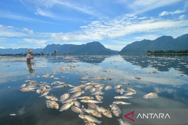 Sekitar 130 Ton Ikan mati di Danau Maninjau, Sumatera Barat