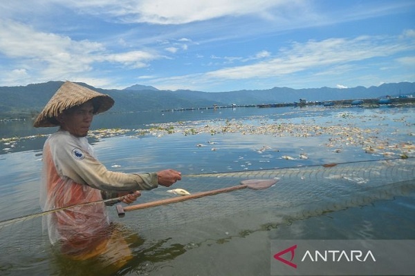 Sekitar 130 Ton Ikan mati di Danau Maninjau, Sumatera Barat