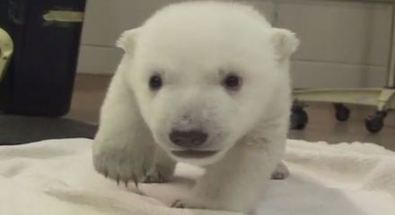 Bayi Beruang Kutub Belajar Jalan di Kebun Binatang Toronto