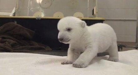 Bayi Beruang Kutub Belajar Jalan di Kebun Binatang Toronto