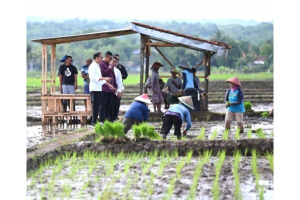 Presiden Tinjau Penanaman Padi dan Berdialog dengan Petani Banyumas