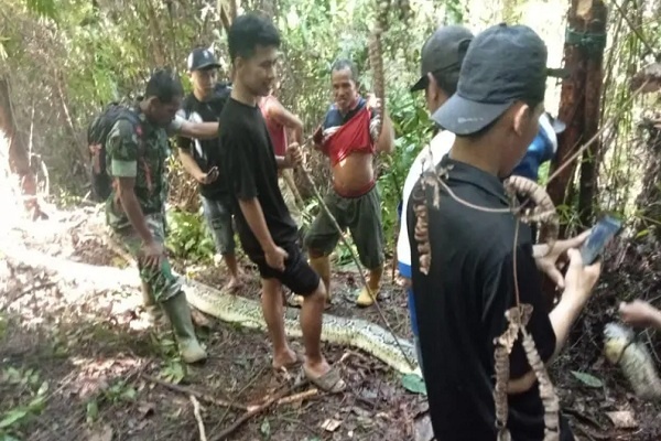 Perempuan Hilang Ditemukan Tewas Dalam Perut Ular Piton di Sulawesi Selatan