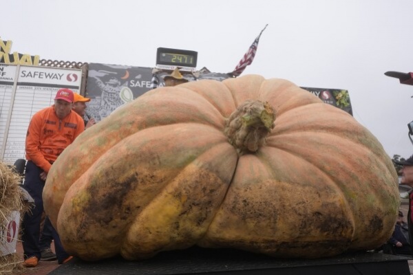 Kontes Labu Dunia di California, Pemenangnya Seberat 1.121 Kilogram 