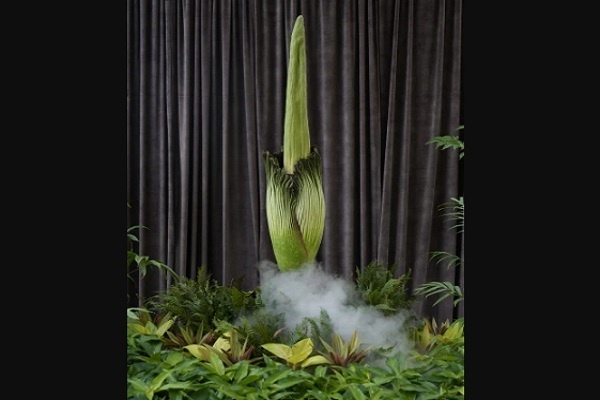 Bunga Amorphophalus Titanum Mekar di Kebun Botani Sydney, Australia