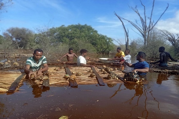 Ribuan Kura-kura Terancam Punah Diselamatkan dari Banjir di Madagaskar 