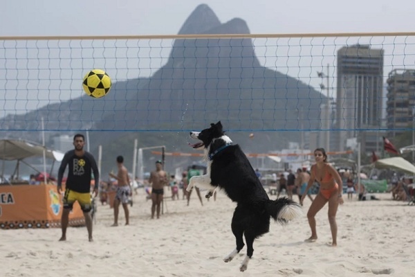 Anjing Brasil Jadi Bintang Footvolley, Mengajari Pengunjung Pantai Cara Bermain