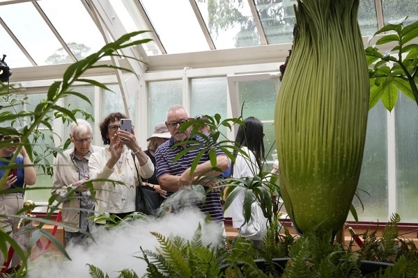 Bunga Amorphophalus Titanum Mekar di Kebun Botani Sydney, Australia