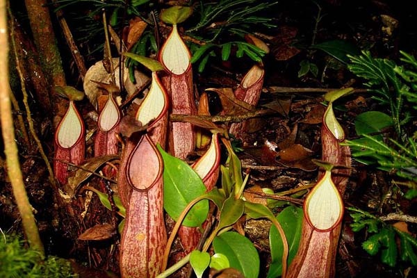 Kebun Raya Cibodas Bangun Rumah Kantung Semar  