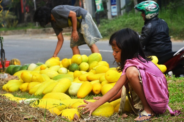 Ramadan Timunsuri Marak Dijual