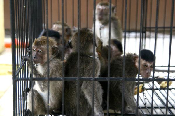 Monyet Hasil Razia Dicek Fisik Sebelum Dikarantina