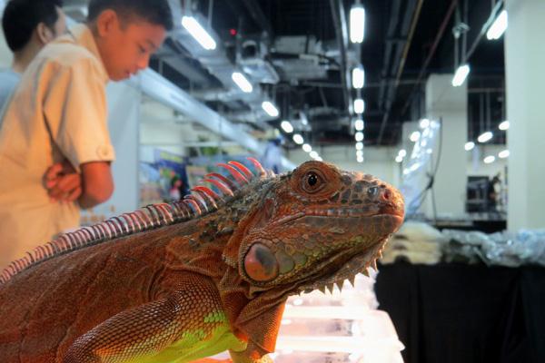 Berbagai Reptil Budidaya Dipamerkan di Jakarta