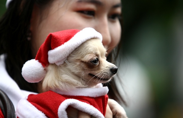 Para Pecinta Binatang Ikuti Kontes Fashion Show Anjing