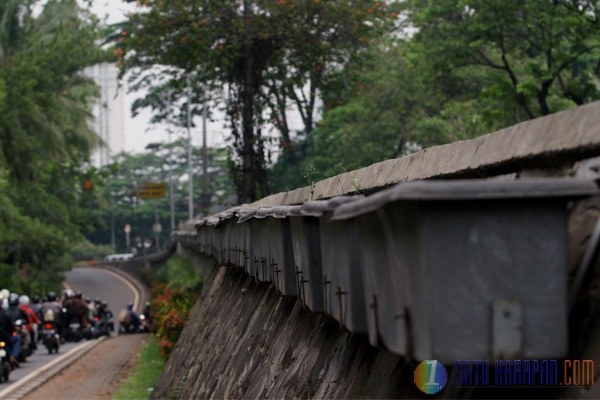 Tanaman Pot Semanggi Tak Bertuan