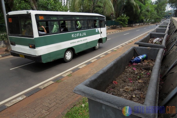 Tanaman Pot Semanggi Tak Bertuan