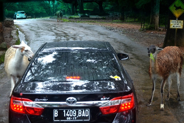 Libur Tahun Baru Pengunjung Serbu TSI