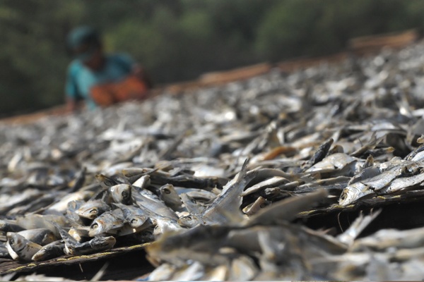 Akibat Cuaca Buruk Tangkapan Ikan Menurun 50 Persen