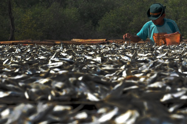 Akibat Cuaca Buruk Tangkapan Ikan Menurun 50 Persen