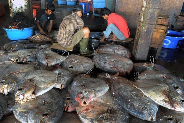 Akibat Cuaca Buruk Tangkapan Ikan Menurun 50 Persen