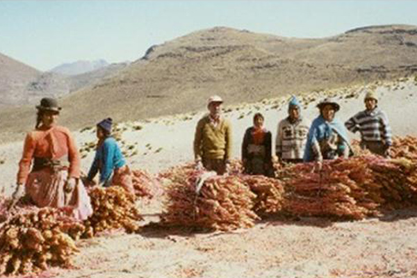 Quinoa, Bahan Pangan Yang Tengah Booming di Dunia