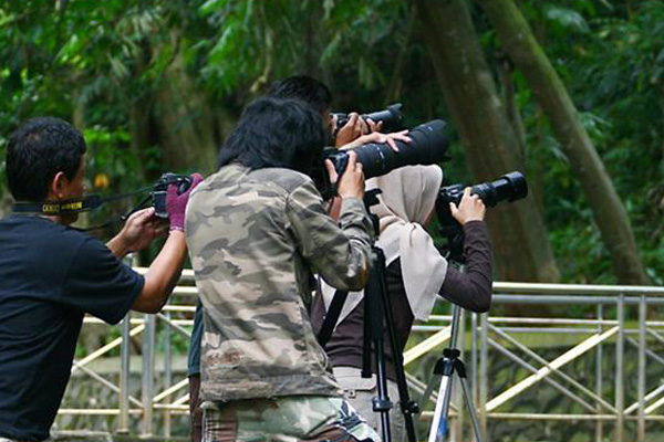 Mengabadikan Burung-burung di Jakarta yang Masih Tersisa