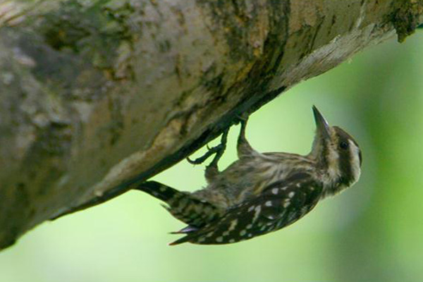 Mengabadikan Burung-burung di Jakarta yang Masih Tersisa